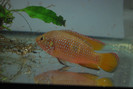 Hemichromis lifalili
