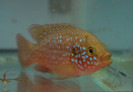 Hemichromis lifalili