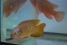 Hemichromis lifalili