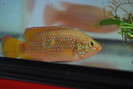 Hemichromis lifalili