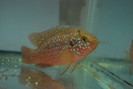 Hemichromis lifalili