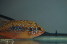 Hemichromis lifalili