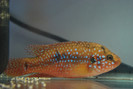 Hemichromis lifalili