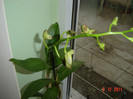 poze 439