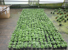 ageratum