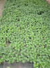 salvia