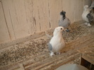 Picture 011