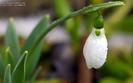 snowdrop-1280x800