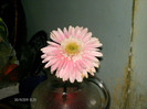 floarea mea...:))