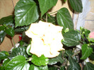 Photo 006