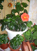 Photo 008