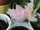 schlumbergera