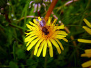 big_Flori_Poze_Desktop_Wallpaper