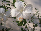 Butterflies_ (65)