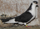 14pn(2011)