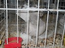 expo galati 2011