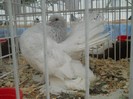 expo galati 2011