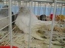 expo galati 2011
