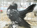 expo galati 2011