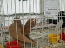 expo galati 2011