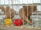 expo galati 2011