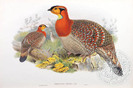 blyth-s tragopan