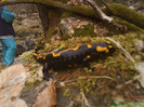 salamandra pe valea lupului