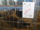 SDC13528