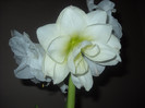 4.12.2011- a treia floare a inflorit ,si mai am boboc