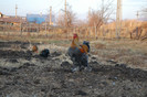 pasari_schitu_4_nov_2011_ (191)