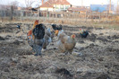 4.dec.2011