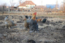 4.dec.2011