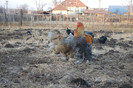 pasari_schitu_4_nov_2011_ (200)