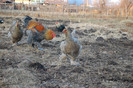 4.dec.2011