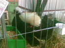 Motata olandeza