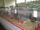 wieselburg 059