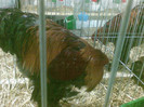 Brahma