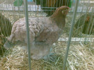 Brahma