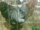 Brahma