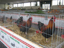 wieselburg 068