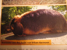 poze revista