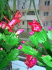 CIMG0122