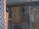 platicerkys adelaide