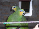 amazona amazonica(venetuela)