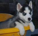 husky3