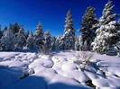 winter_forest-1176