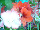 P1010911
