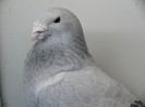 Mascul 2006