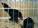 Copy of IMAG0097
