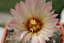 Astrophytum asterias